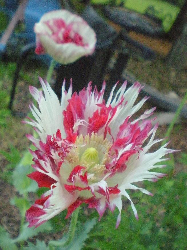 Photo of Opium Poppy (Papaver somniferum) uploaded by ge1836