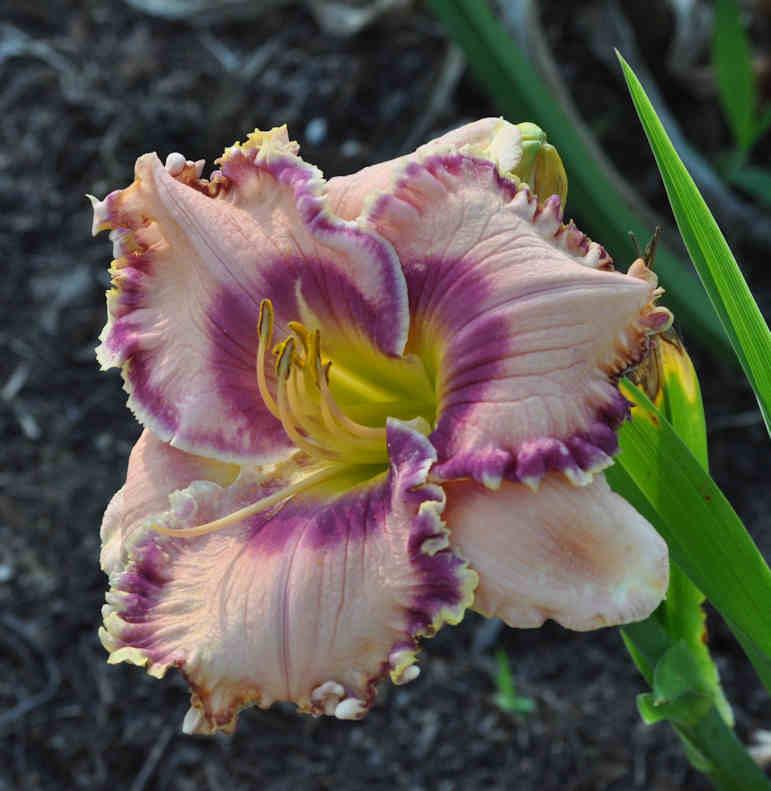 Photo of Daylily (Hemerocallis 'Force to Be Reckoned With') uploaded by mbouman