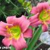 Photo by Gail Morgan of BX Creek Daylilies. Used with permission.