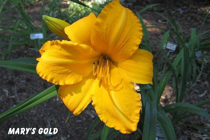 Photo of Daylily (Hemerocallis 'Mary's Gold') uploaded by mcash70