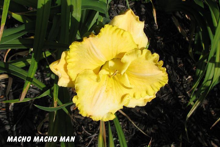 Photo of Daylily (Hemerocallis 'Macho Macho Man') uploaded by mcash70