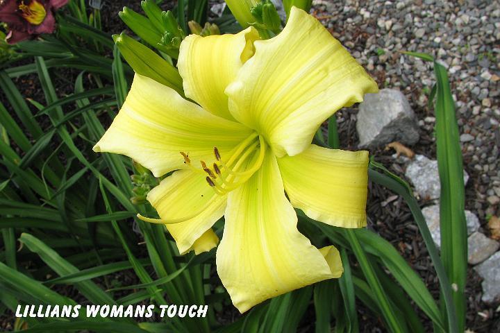Photo of Daylily (Hemerocallis 'Lillian's Woman's Touch') uploaded by mcash70