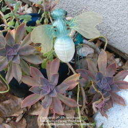 Location: At our garden - Central Valley area, CA
Date: 2012-02-09
Graptoveria 'Fred Ives' during winter