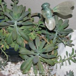 Location: At our garden - Central Valley area, CA
Date: 2011-10-13
Graptoveria 'Fred Ives' during October Fall Season