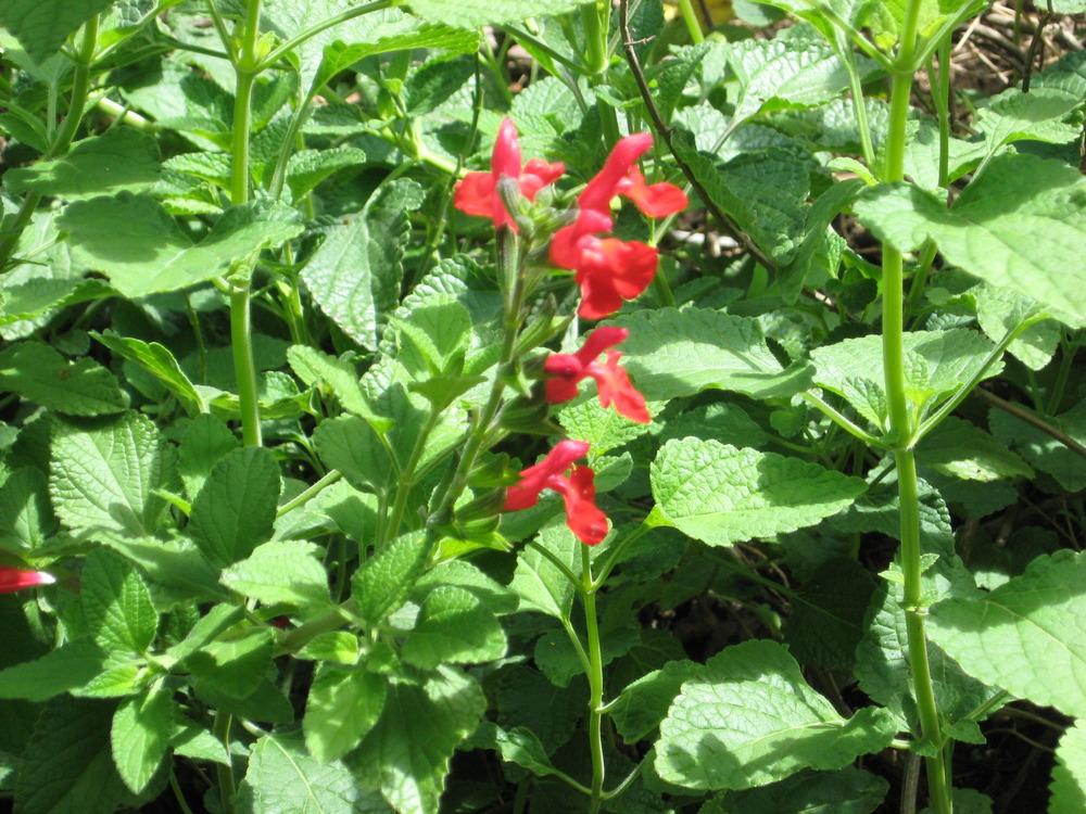 Photo of Salvias (Salvia) uploaded by wcgypsy