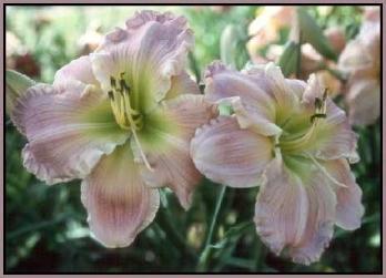 Photo of Daylily (Hemerocallis 'Blessings Each Day') uploaded by Calif_Sue