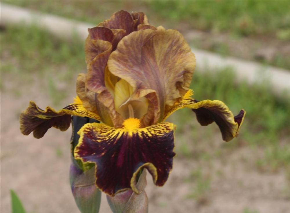 Photo of Intermediate Bearded Iris (Iris 'Bonkers') uploaded by KentPfeiffer