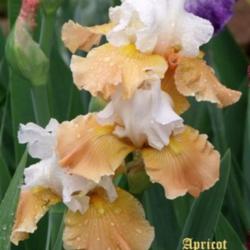 Location: Fort Worth Tx
Date: 2010-04-17
Iris \"Apricot Frosty\"