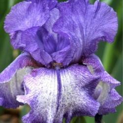 Location: Fort Worth TX
Date: 2007-04-03
Iris \"Altered State\"