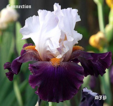 Photo of Tall Bearded Iris (Iris 'Connection') uploaded by Ladylovingdove