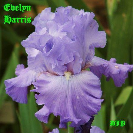 Photo of Tall Bearded Iris (Iris 'Evelyn Harris') uploaded by Ladylovingdove