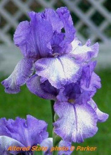 Photo of Tall Bearded Iris (Iris 'Altered States') uploaded by Ladylovingdove