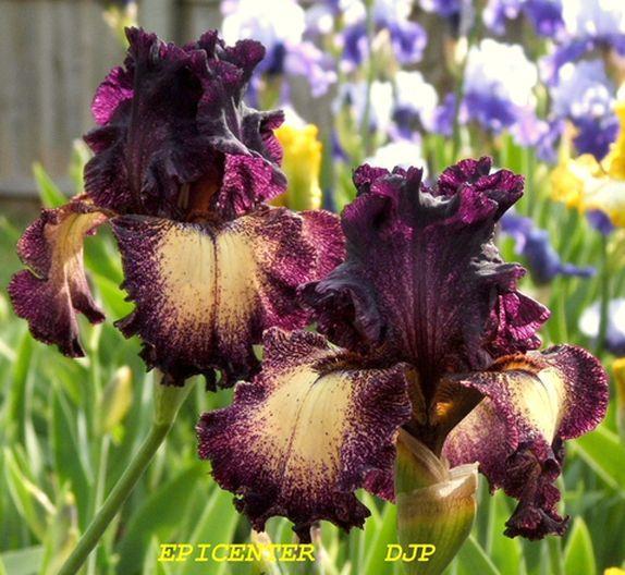 Photo of Tall Bearded Iris (Iris 'Epicenter') uploaded by Ladylovingdove