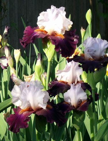 Photo of Tall Bearded Iris (Iris 'Connection') uploaded by Ladylovingdove