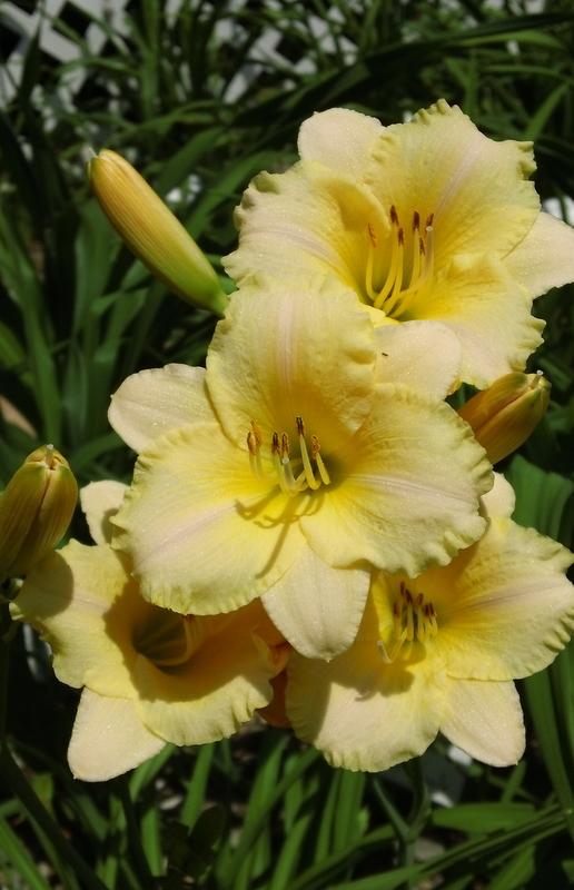 Photo of Daylily (Hemerocallis 'Busting Out All Over') uploaded by TreeClimber