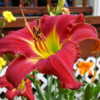 I LOVE this Daylily !