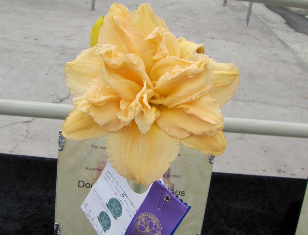 Photo of Daylily (Hemerocallis 'Tommie Lee Joiner') uploaded by TreeClimber