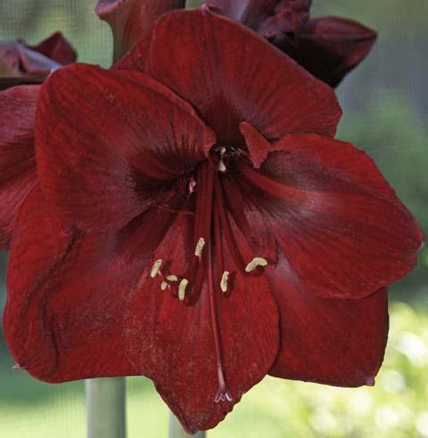 Photo of Amaryllis (Hippeastrum 'Benfica') uploaded by bsharf