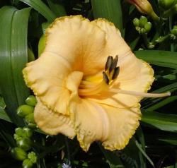 Thumb of 2012-02-17/daylily/39ab3a