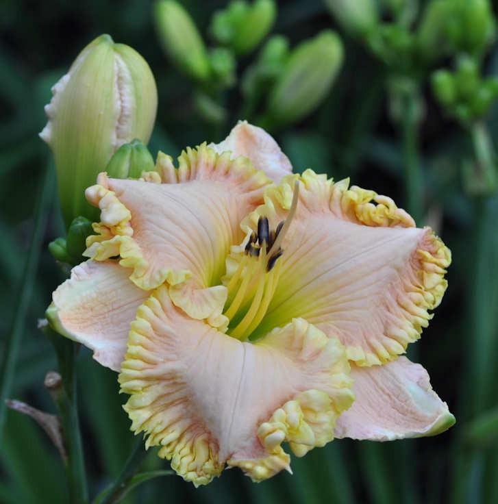 Photo of Daylily (Hemerocallis 'Heir to the Throne') uploaded by mbouman