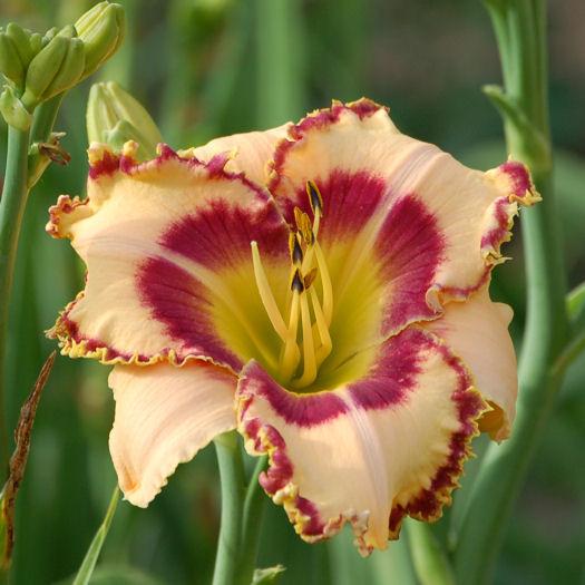 Photo of Daylily (Hemerocallis 'King of the Ages') uploaded by mbouman