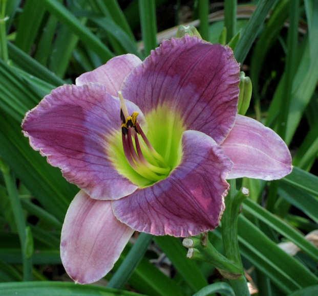 Photo of Daylily (Hemerocallis 'Guided by Voices') uploaded by mbouman