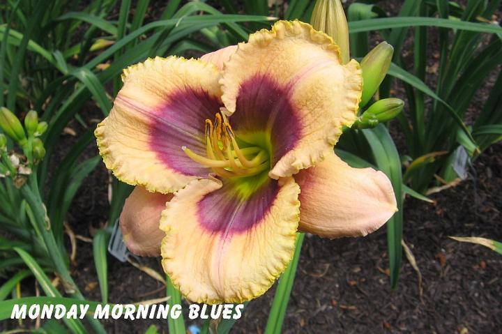 Photo of Daylily (Hemerocallis 'Monday Morning Blues') uploaded by mcash70