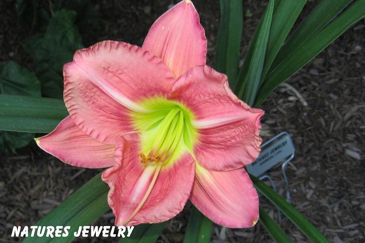 Photo of Daylily (Hemerocallis 'Nature's Jewelry') uploaded by mcash70