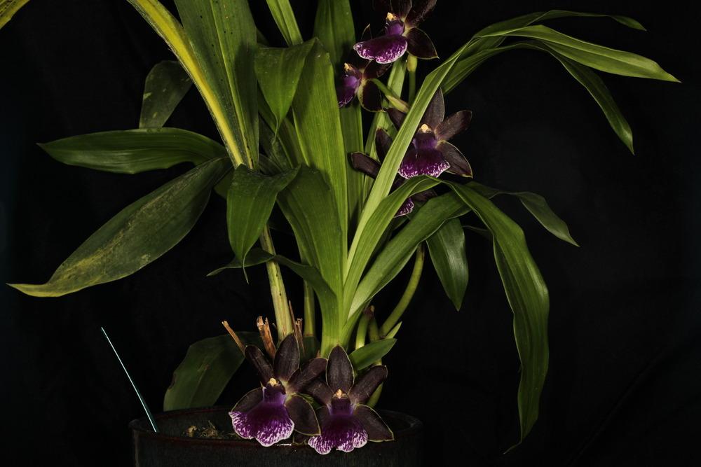 Photo of Orchid (Zygopetalum) uploaded by rocklady