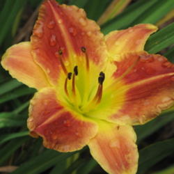 Location: Our Daylily bed, DeLand, FL
Date: 2011-06-06