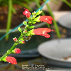 Location: At our garden - Central valley area, CA
Date: 2012-02-16
Closer look of Salvia subrotunda blooms