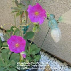 Location: At our garden - Central Valley area, CA
Date: September 2010
Rock purslane in bloom