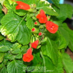 Location: At our garden - Central Valley area, CA
Date: 2012-02-17
Our new Salvia subrotunda actively in bloom