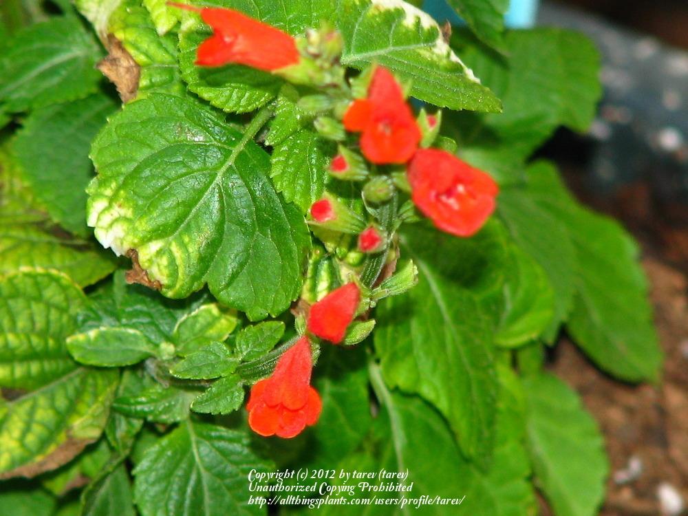 Photo of Salvia (Salvia subrotunda) uploaded by tarev