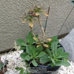Location: At our garden - Central valley area, CA
Date: 2010-04-27
Rock purslane - the shorter succulent in this photo