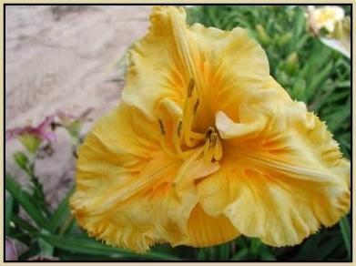Photo of Daylily (Hemerocallis 'Song of the Empire') uploaded by Calif_Sue