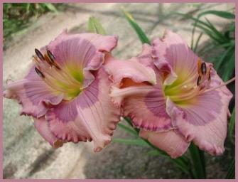 Photo of Daylily (Hemerocallis 'Orchid Elegance') uploaded by Calif_Sue