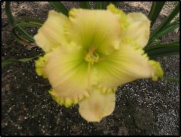 Photo of Daylily (Hemerocallis 'Granny Smith') uploaded by Calif_Sue