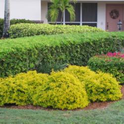 Location: Southwest Florida
Date: February 2012
This picture shows why this plant is named 'Gold Mound'