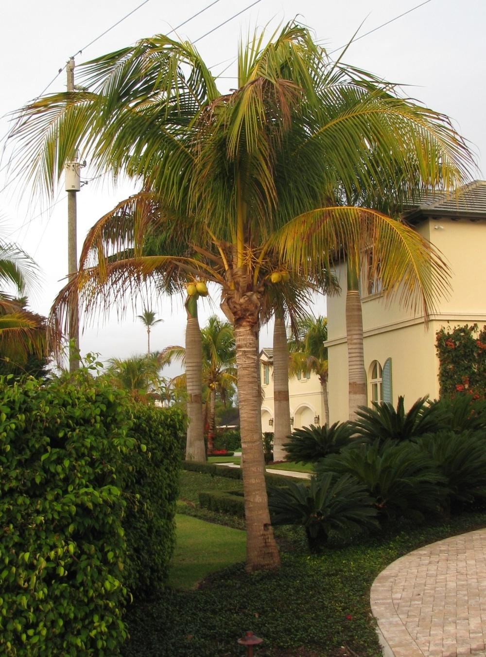 Photo of Coconut Palm (Cocos nucifera) uploaded by Dutchlady1