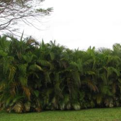 Location: Southwest Florida
Date: February 2012
These palms are frequently used as hedges here in SW Florida.
