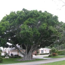 Location: Southwest Florida
Date: February 2012
A majestic tree.