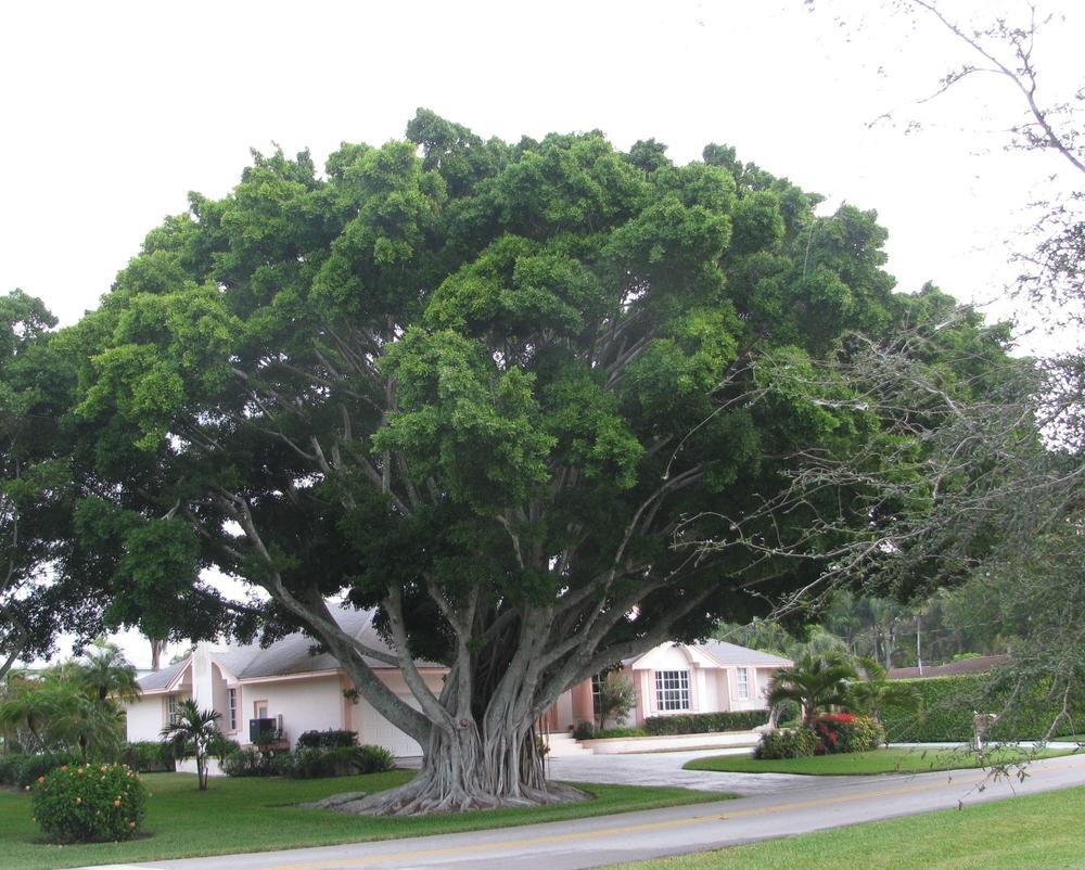 Photo of Banyan Tree (Ficus benghalensis) uploaded by Dutchlady1