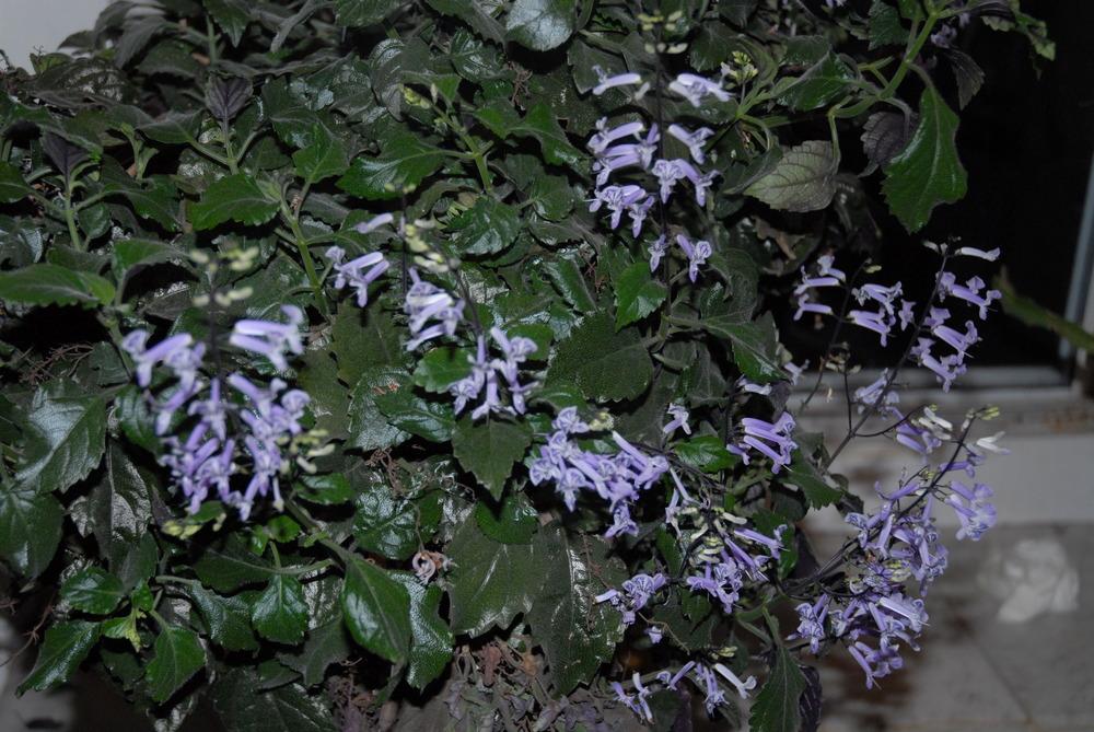 Photo of Spur Flower (Plectranthus Mona Lavender) uploaded by GordonHawk
