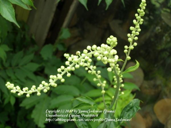Photo of Black Cohosh (Actaea racemosa) uploaded by JonnaSudenius
