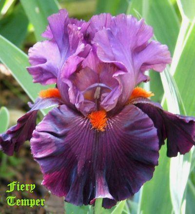 Photo of Tall Bearded Iris (Iris 'Fiery Temper') uploaded by Ladylovingdove