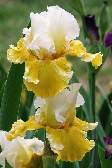 Photo of Tall Bearded Iris (Iris 'Polar Queen') uploaded by Ladylovingdove