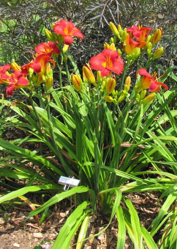 Photo of Daylily (Hemerocallis 'Caught Red Handed') uploaded by TreeClimber