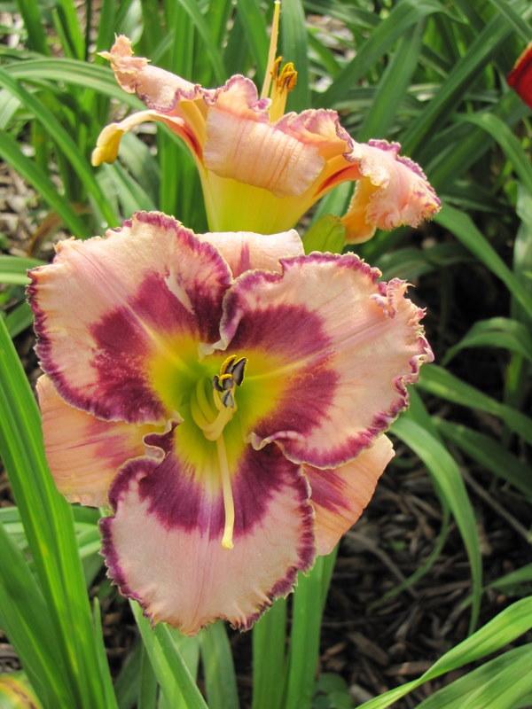 Photo of Daylily (Hemerocallis 'The Flower Formerly Known As Griff') uploaded by TreeClimber