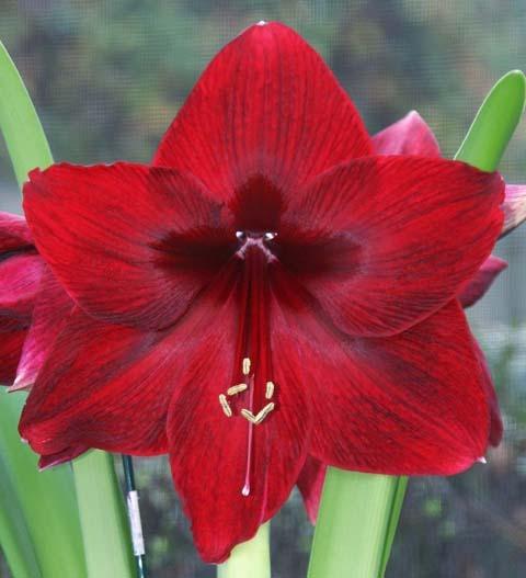 Photo of Amaryllis (Hippeastrum 'Red Pearl') uploaded by bsharf